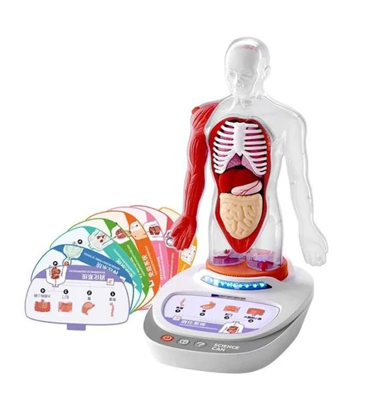 S00005280 BİLİM SET İNSAN VÜCUDU MODELİ 23PRÇ - Resim 3