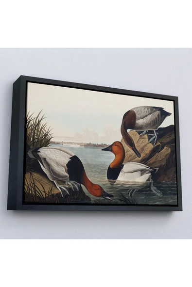 Trezon Ahşap Çerçeveli John James Audubon Ördekler Tablosu-7030 ürün görseli 1