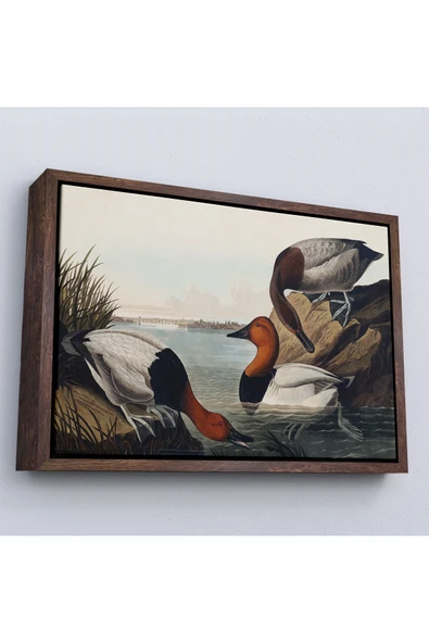 Trezon Ahşap Çerçeveli John James Audubon Ördekler Tablosu-7030 ürün görseli 1