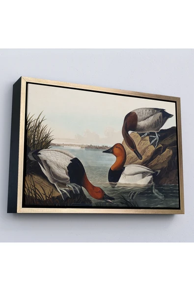 Trezon Ahşap Çerçeveli John James Audubon Ördekler Tablosu-7030 ürün görseli 1