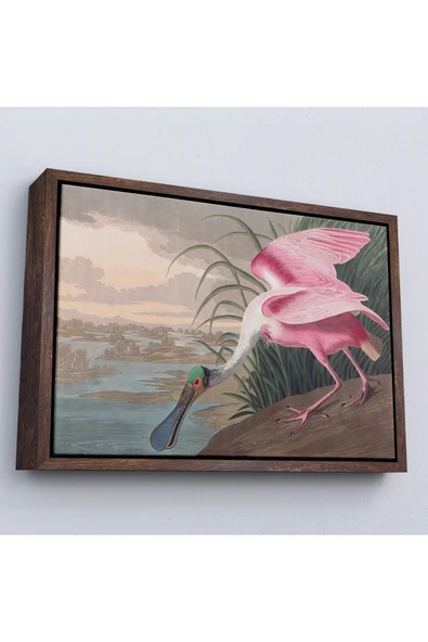 Trezon Ahşap Çerçeveli John James Audubon - Pembe Kaşıkçı Kuşu Tablo-7120 ürün görseli 1