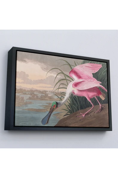 Trezon Ahşap Çerçeveli John James Audubon - Pembe Kaşıkçı Kuşu Tablo-7120 ürün görseli 1