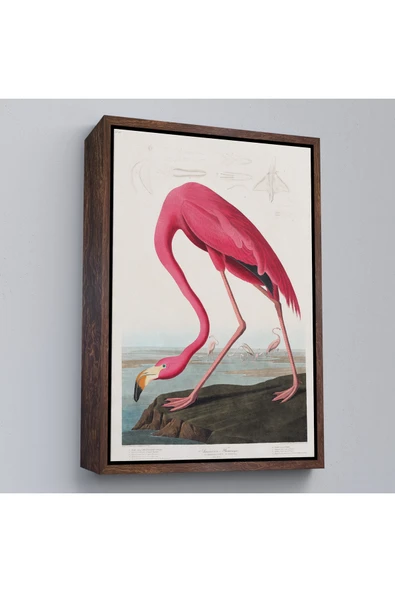 Trezon Ahşap Çerçeveli John James Audubon - Amerikan Flamingo Tablosu-7301 ürün görseli 1