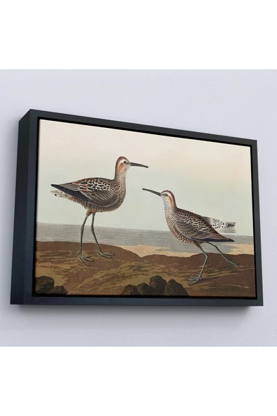 Trezon Ahşap Çerçeveli John James Audubon'Un 'Birds Of America' Tablosu-7011 ürün görseli 1
