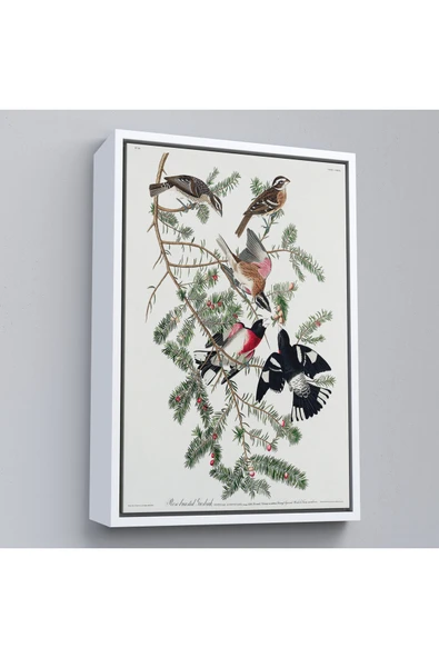 Trezon Ahşap Çerçeveli John James Audubon - Gül Göğüslü Kocabaş Tablo - Rose-Breasted Grosbeak-8043 ürün görseli 1