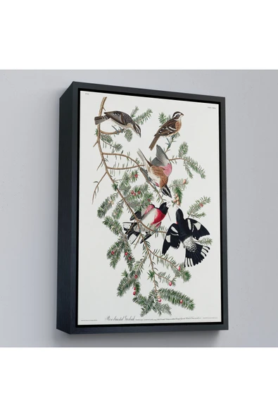Trezon Ahşap Çerçeveli John James Audubon - Gül Göğüslü Kocabaş Tablo - Rose-Breasted Grosbeak-8043 ürün görseli 1