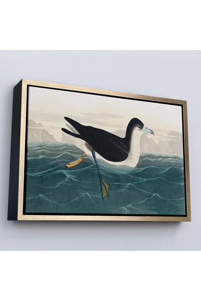 Trezon Ahşap Çerçeveli Robert Havell, John James Audubon Esmer Kuş Tablosu-7034 ürün görseli 1