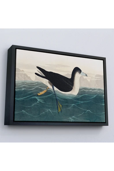 Trezon Ahşap Çerçeveli Robert Havell, John James Audubon Esmer Kuş Tablosu-7034 ürün görseli 1