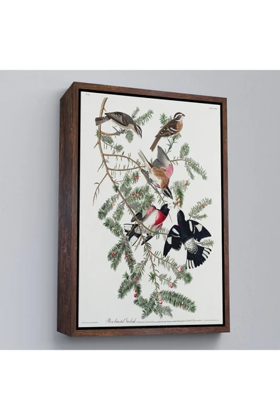 Trezon Ahşap Çerçeveli John James Audubon - Gül Göğüslü Kocabaş Tablo - Rose-Breasted Grosbeak-8043 ürün görseli 1