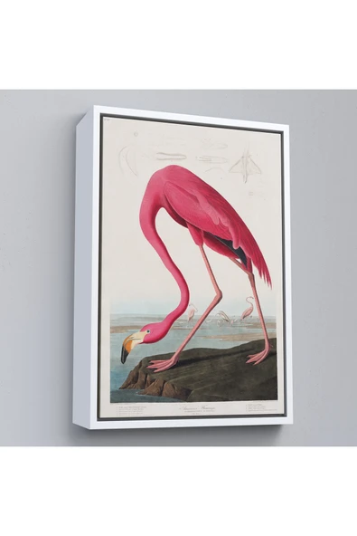 Trezon Ahşap Çerçeveli John James Audubon - Amerikan Flamingo Tablosu-7301 ürün görseli 1