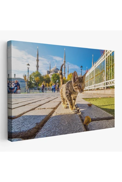 Trezon Sultan Ahmet Camii Önündeki Yavru Kedi Tablosu-6507 ürün görseli 1