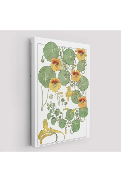 Trezon Nasturtium Çiçeği Kanvas Tablo-5206 ürün görseli 1