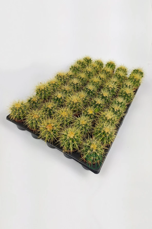 Echinocactus Grusonii Altın Fıçı Kaktüsü TOPTAN 45 Adet (1 Viyol 5.5 cm Saksıda) ürün görseli 1