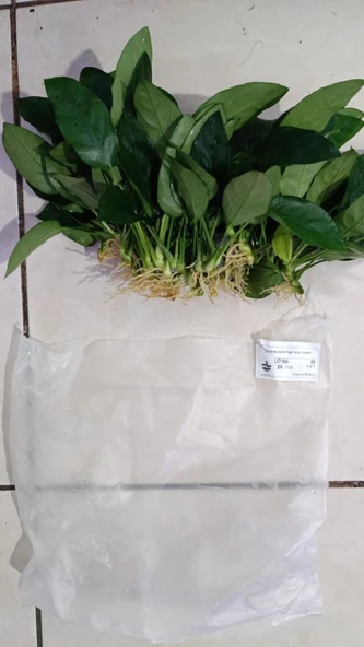 Canlı Bitki L019E  Anubias barteri var Nana (Type  E) ürün görseli 1