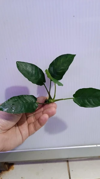 Canlı Bitki L019E  Anubias barteri var Nana (Type  E) - Resim 4