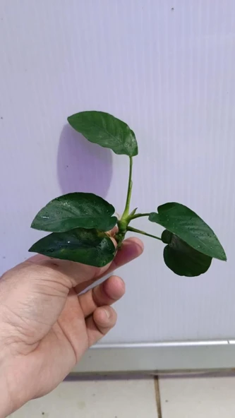 Canlı Bitki L019E  Anubias barteri var Nana (Type  E) - Resim 2