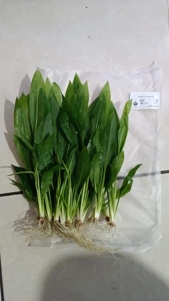 Canlı Bitki L065 Echinodorus amazonicus ürün görseli 1