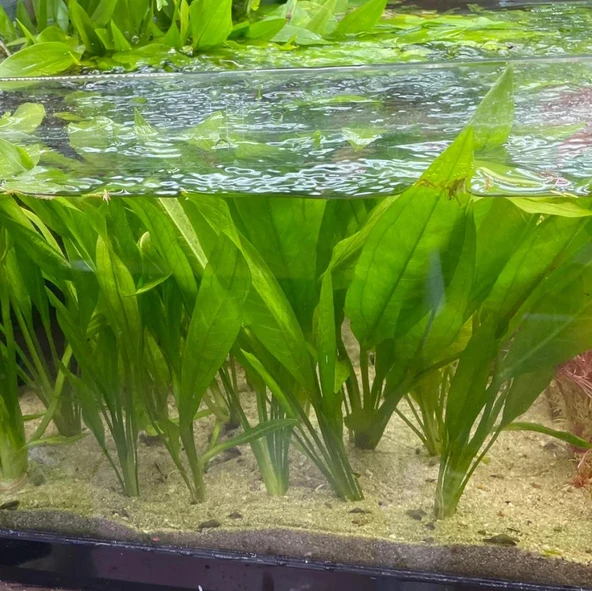 Canlı Bitki L067 Echinodorus argentinensis ürün görseli 1