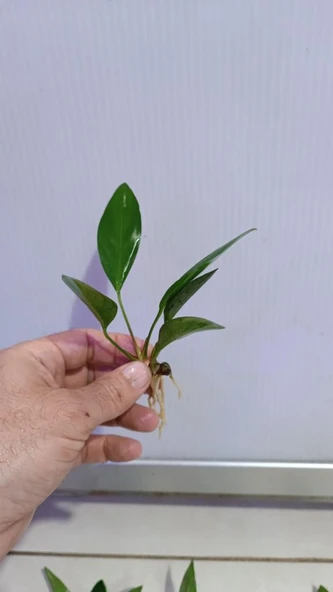Canlı Bitki L279 Anubias congensis broad - Resim 4