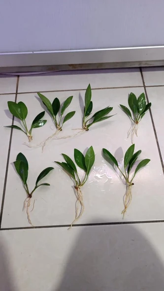 Canlı Bitki L279 Anubias congensis broad ürün görseli 1