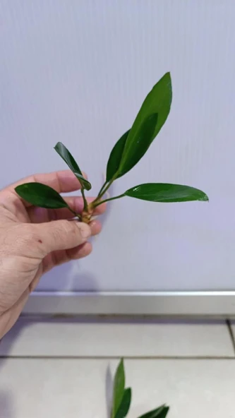 Canlı Bitki L279 Anubias congensis broad - Resim 6