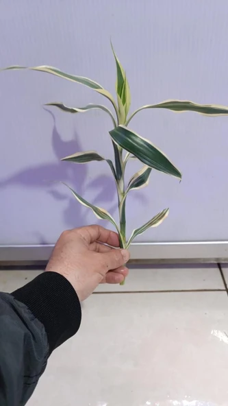 Canlı Bitki L063 dracaena sanderiana - Resim 4