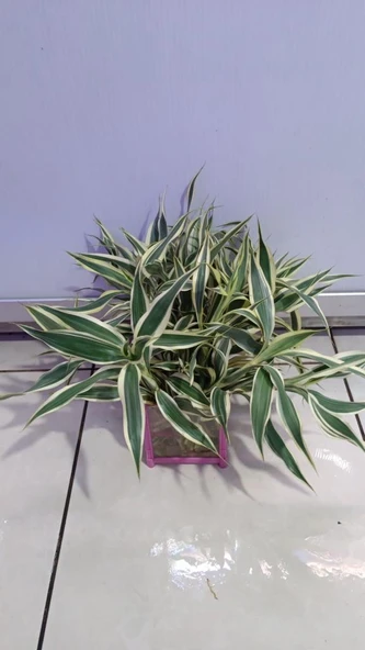 Canlı Bitki L063 dracaena sanderiana ürün görseli 1