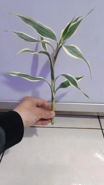 Canlı Bitki L063 dracaena sanderiana - Resim 2