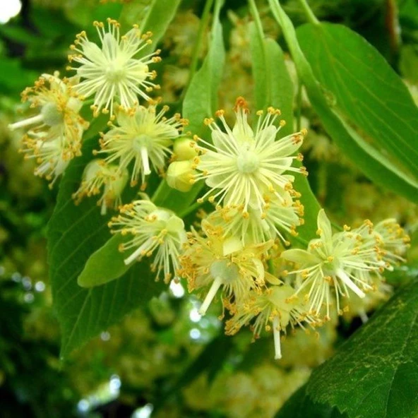 TÜPLÜ 4 YAŞ GENİŞ YAPRAKLI IHLAMUR(Tilia platyphyllos) B0Y 180-200CM ürün görseli 1