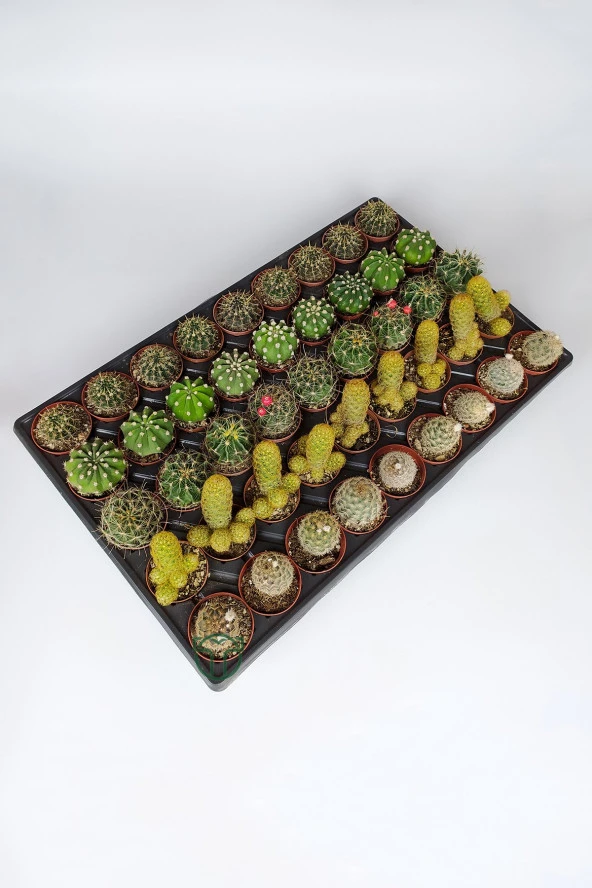 45 Adet Özel Tür Kaktüs 9 arlı Set #2 TOPTAN 5.5 cm Saksıda ürün görseli 1