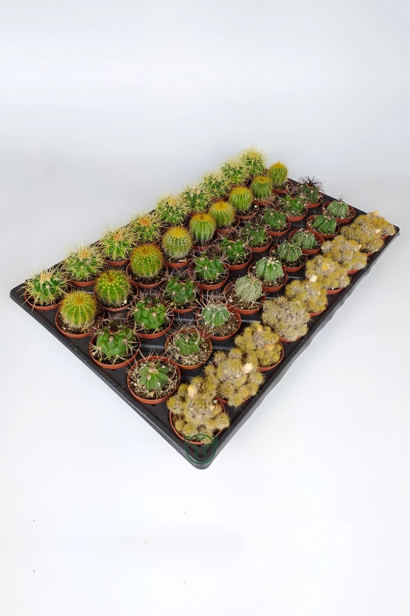 45 Adet Özel Tür Kaktüs 9 arlı Set #1 TOPTAN 5.5 cm Saksıda ürün görseli 1