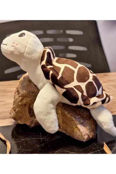 Caretta caretta Kaplumbağa Küçük ürün görseli 1