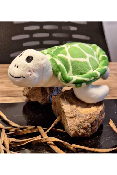 Caretta caretta Kaplumbağa Küçük ürün görseli 1