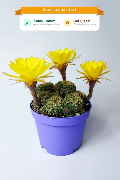 Lobivia Arachnacantha Bol Yavrulu Çiçek Açan Kaktüs 8.5 cm Saksıda ürün görseli 1