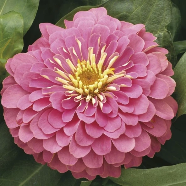 Zinnia Bodur Seri Pembe Renk - Saksılık 5 Tohum ürün görseli 1