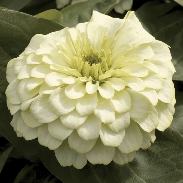 Zinnia Bodur Seri Beyaz Renk - Saksılık 5 Tohum ürün görseli 1