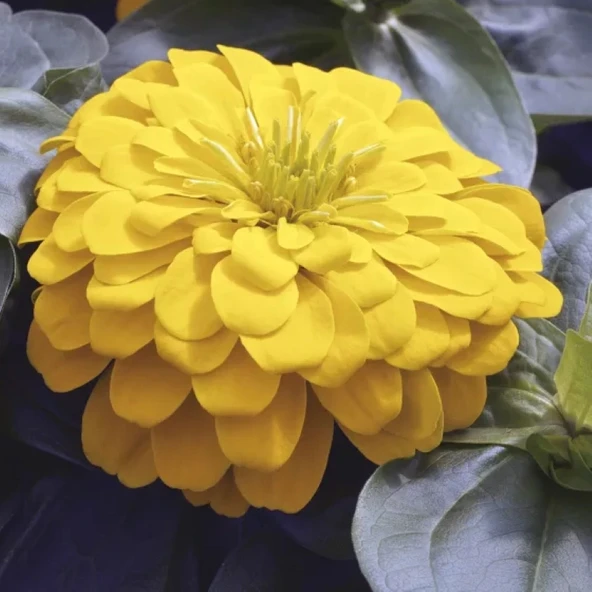Zinnia Bodur Seri Sarı Renk - Saksılık 5 Tohum ürün görseli 1