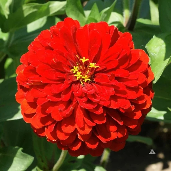 Zinnia Bodur Seri Kırmızı Renk - Saksılık 5 Tohum ürün görseli 1
