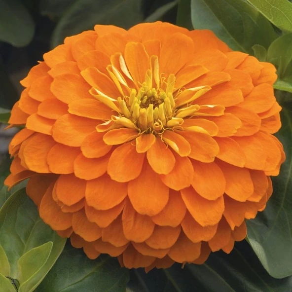 Zinnia Bodur Seri Turuncu Renk - Saksılık 5 Tohum ürün görseli 1