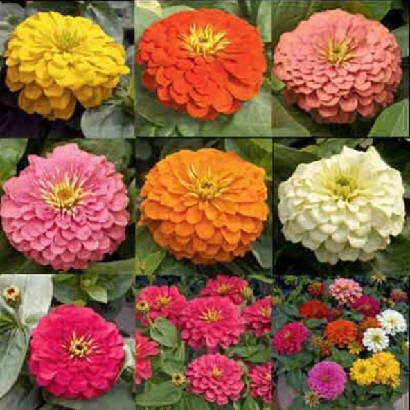 Zinnia Bodur Seri Karışık Renk - Saksılık 5 Tohum ürün görseli 1