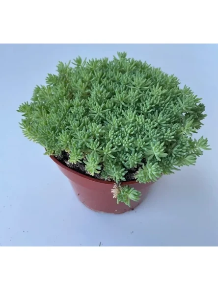 Yeşil Renkli Sedum Tohumu, İri Damarlı Yapraklar, 15 Tohum ürün görseli 1
