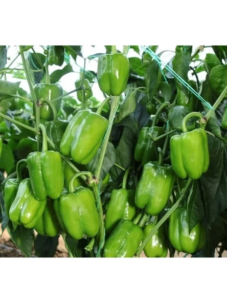 Çoklu Tohum Dolma Biber Kandil - 5 Gram - Resim 2
