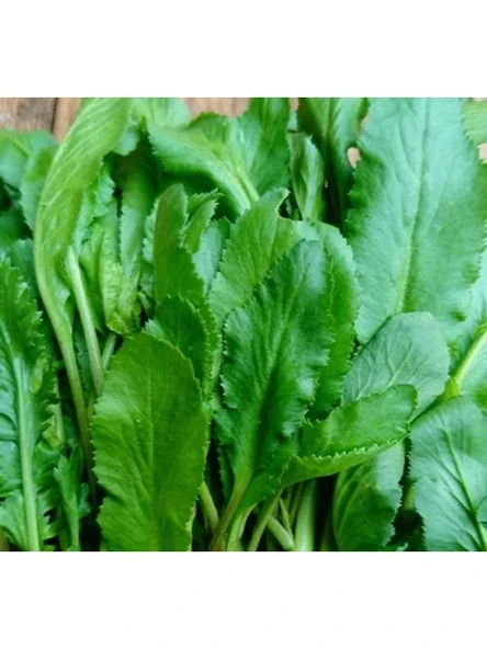 İnce Tere Tohumu - 10 Gram - Resim 3