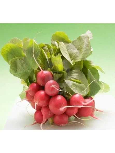 Fındık Turp Tohumu - 5 Gram - Resim 3