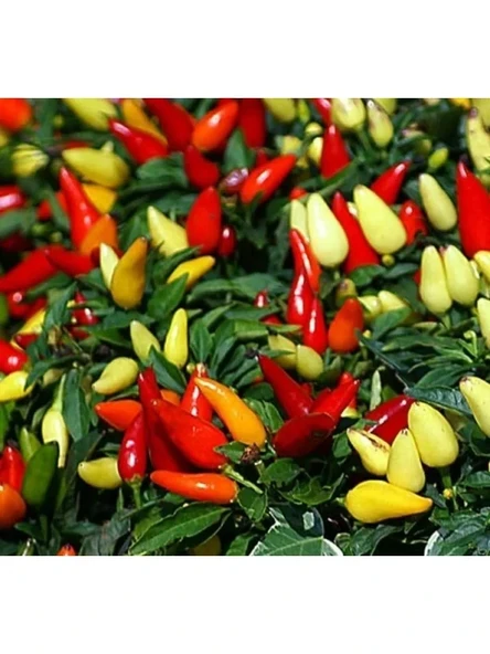 Sarı Konik Biber Tohumu (Çoklu) - 3 Gram ürün görseli 1
