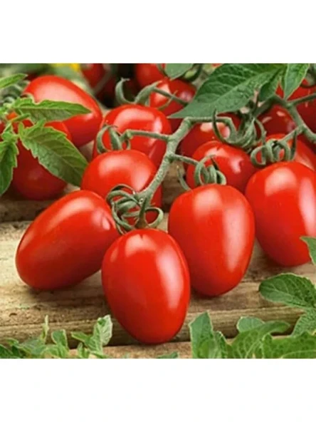 Salçalık Domates Tohumu - 3 Gram - Resim 3