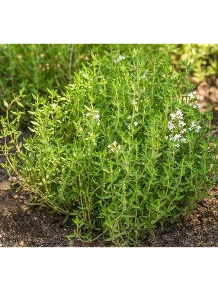Kekik Tohumu (Çoklu Paket) - 3 Gram - Resim 3