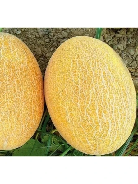Kavun Ananas Tohumu - 5 Gram - Resim 3