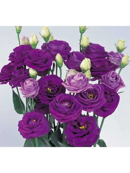 Mavi Renkli Katmerli Bodur Lisianthus Çiçeği Tohumu - 5 Tohum ürün görseli 1