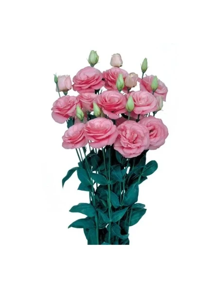 Pembe Katmerli Bodur Lisianthus Çiçeği Tohumu - 5 Adet ürün görseli 1